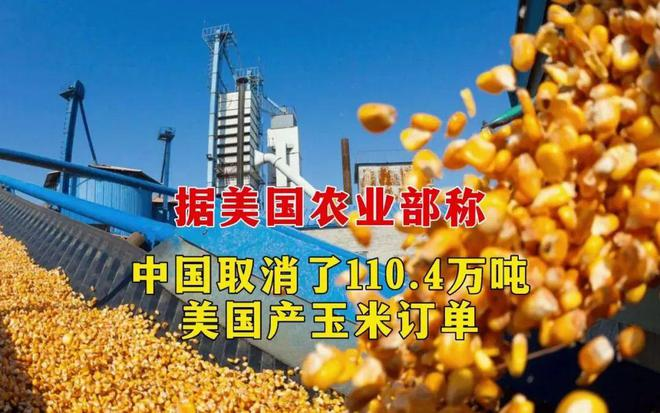中國(guó)取消110.4萬(wàn)噸美國(guó)玉米進(jìn)口訂單！玉米供需格局正在發(fā)生巨變(圖文)