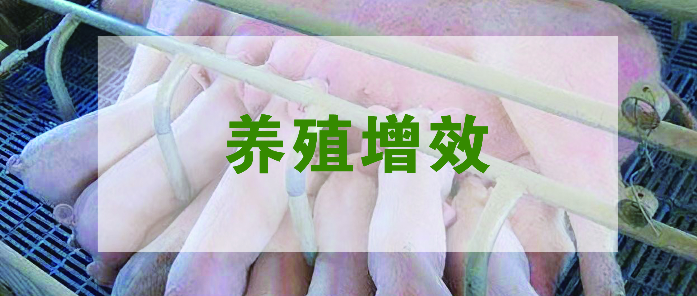 國家生豬產(chǎn)業(yè)技術體系發(fā)布：生豬養(yǎng)殖提質(zhì)增效降本技術指導意見